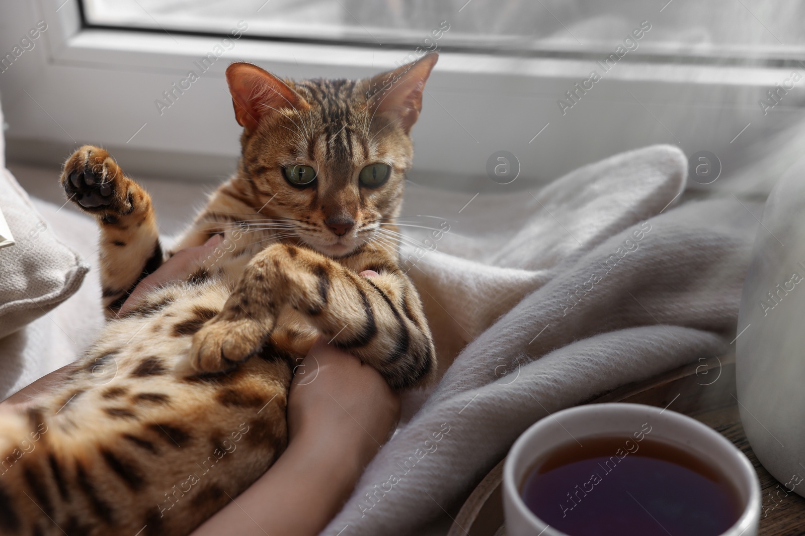 Photo of Woman with cute Bengal cat near window at home, closeup. Adorable pet