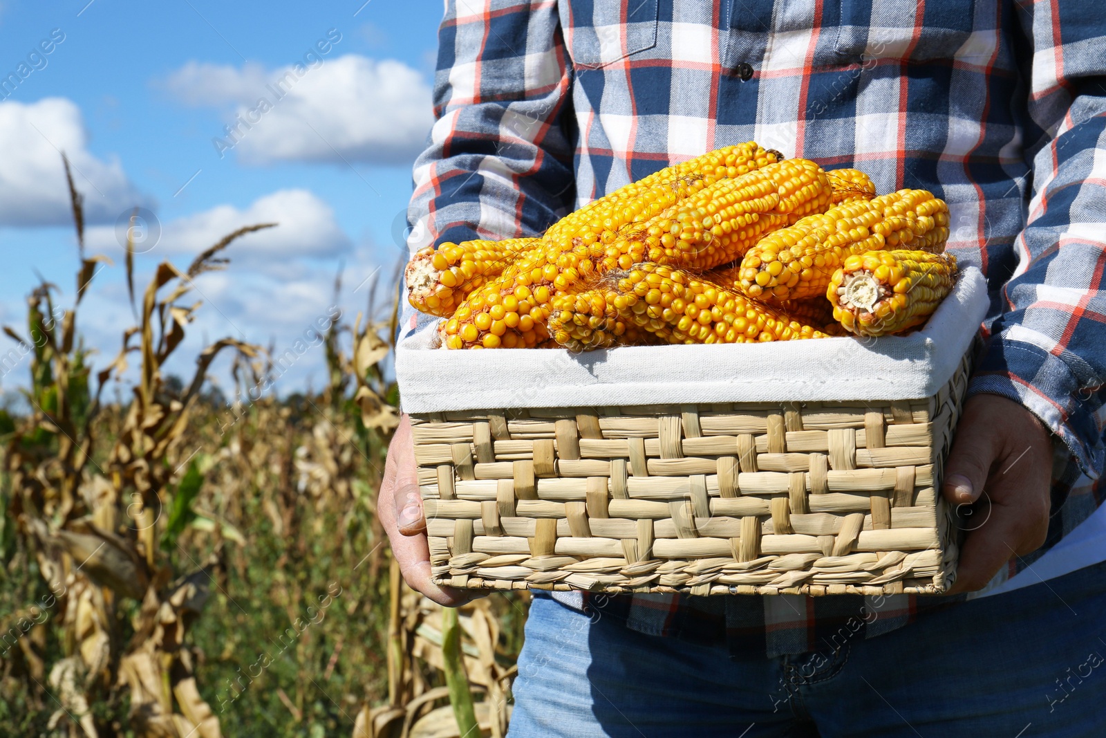 Photo of Man holding wicker basket with delicious ripe corn cobs in field, closeup. Space for text