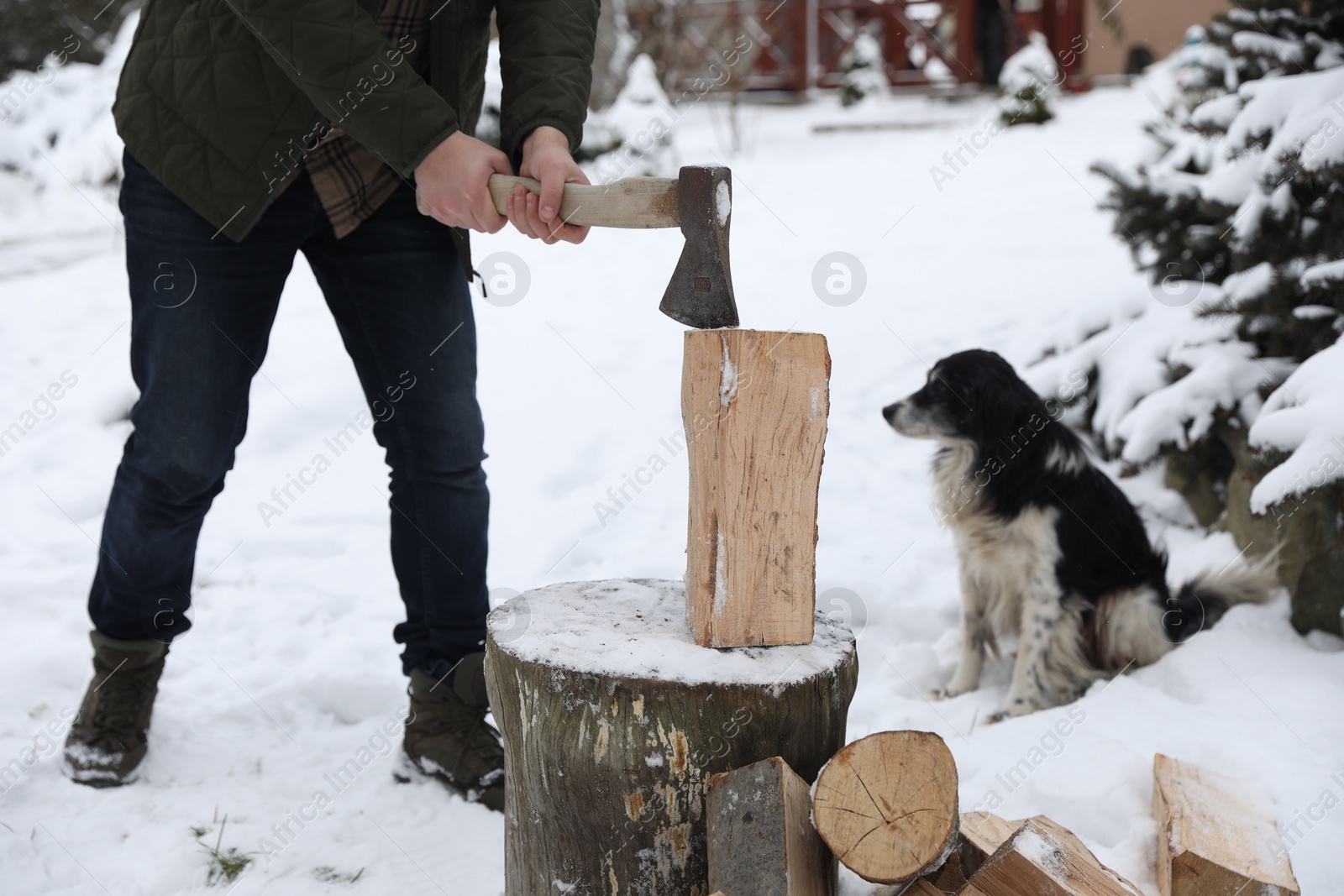 Photo of Man chopping wood with axe next to cute dog outdoors on winter day, closeup