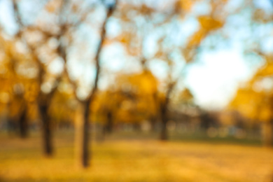 Photo of Blurred view of autumn park. Bokeh effect