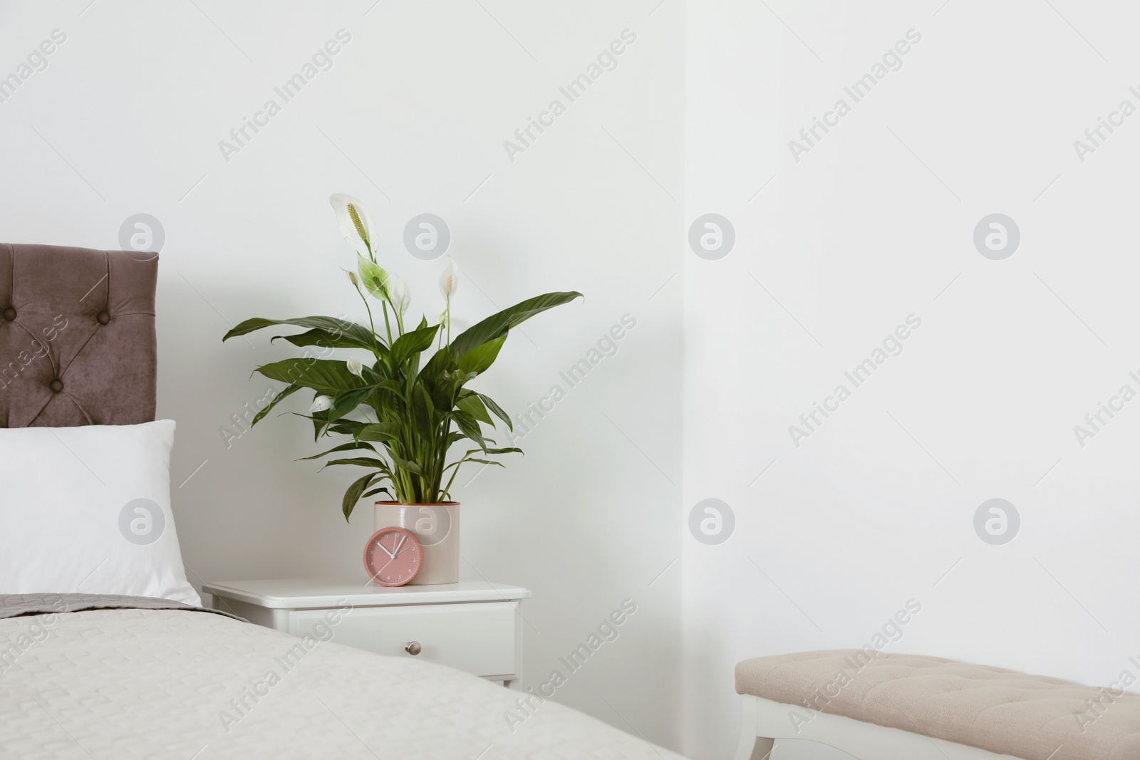 Photo of Peace lily on table in modern bedroom