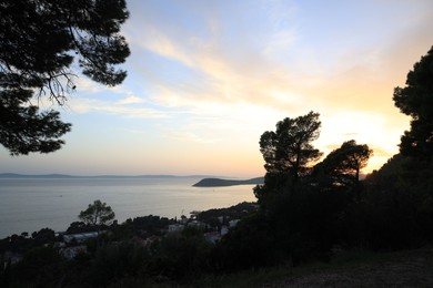 Picturesque view of trees growing near seaside at sunset