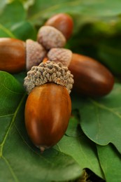 Photo of Acorns with green leaves outdoors, closeup. Nut of oak