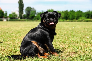 Photo of Cute funny black Petit Brabancon on green grass at dog show
