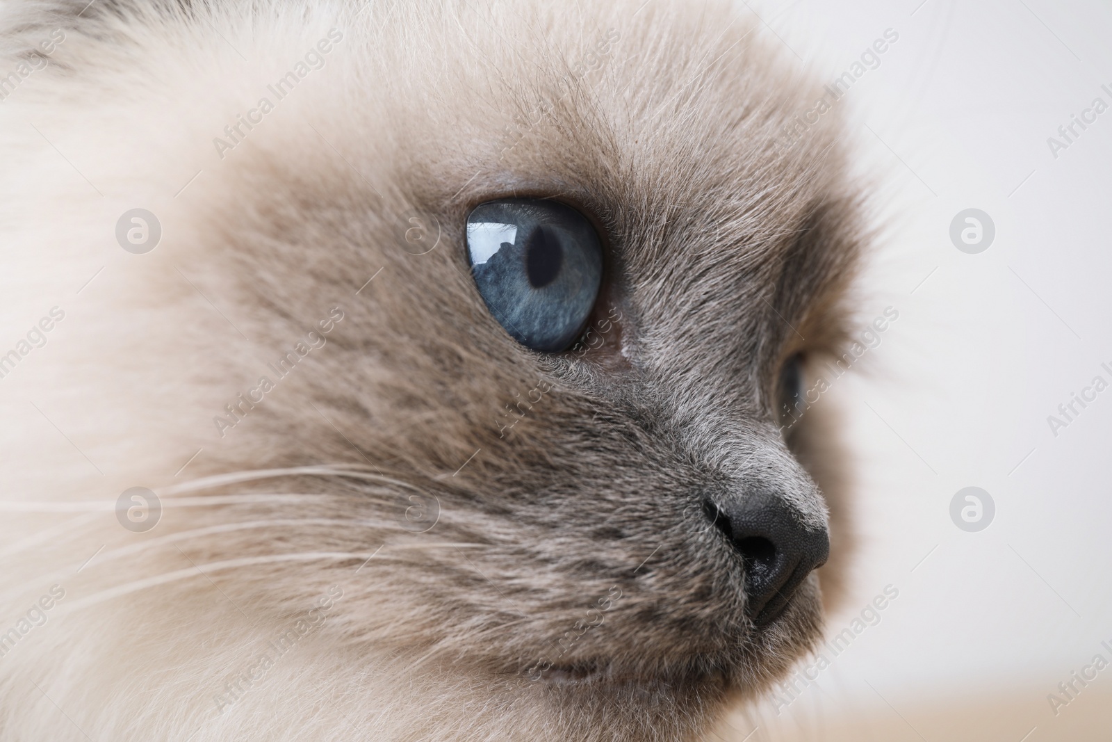 Photo of Birman cat with beautiful blue eyes on light background, closeup