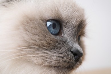 Birman cat with beautiful blue eyes on light background, closeup