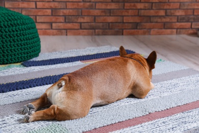 Funny French bulldog lying on floor indoors