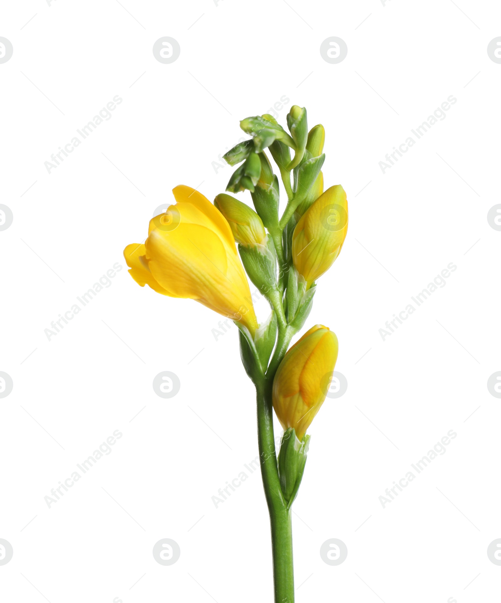 Photo of Beautiful yellow freesia flower isolated on white