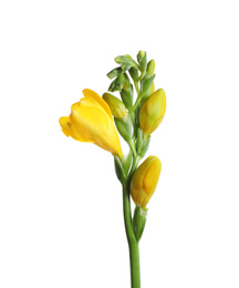 Beautiful yellow freesia flower isolated on white