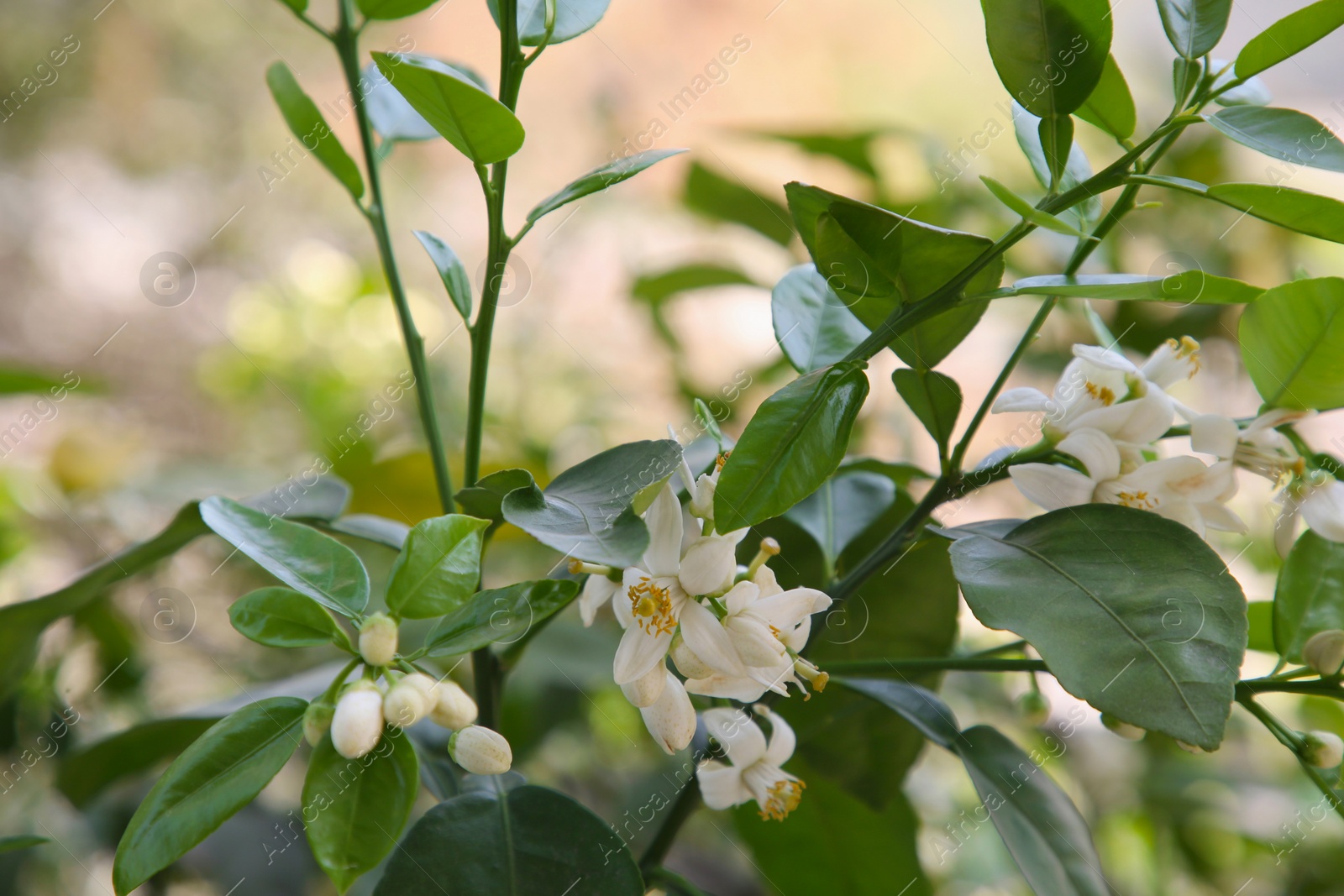 Photo of Beautiful white grapefruit flowers on tree outdoors