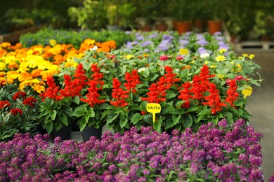 Many different beautiful blooming plants in garden center