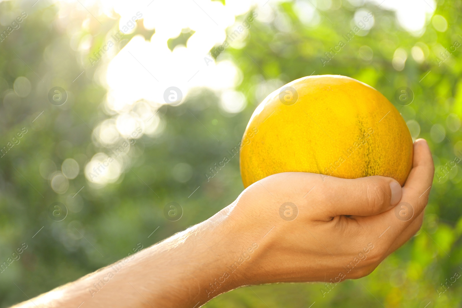 Photo of Man holding ripe juicy melon outdoors on sunny day, closeup