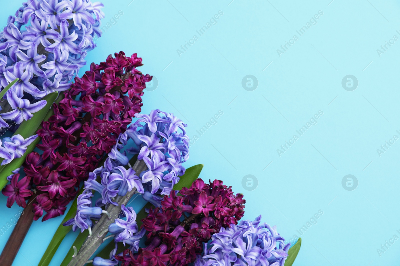 Photo of Beautiful spring hyacinth flowers on color background, top view. Space for text