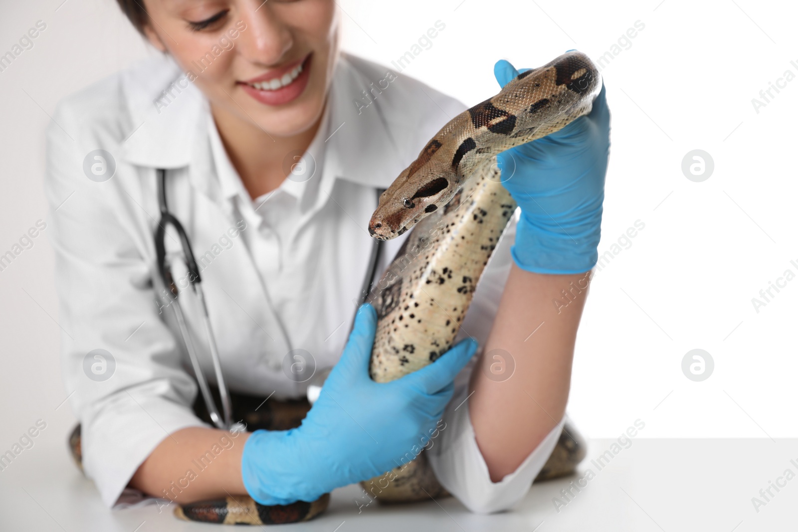 Photo of Female veterinarian examining boa constrictor in clinic, closeup