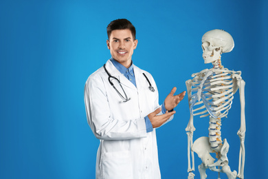 Photo of Male orthopedist with human skeleton model on blue background