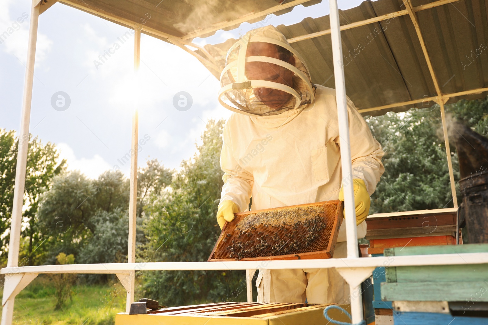 Photo of Beekeeper in uniform with honey frame at apiary