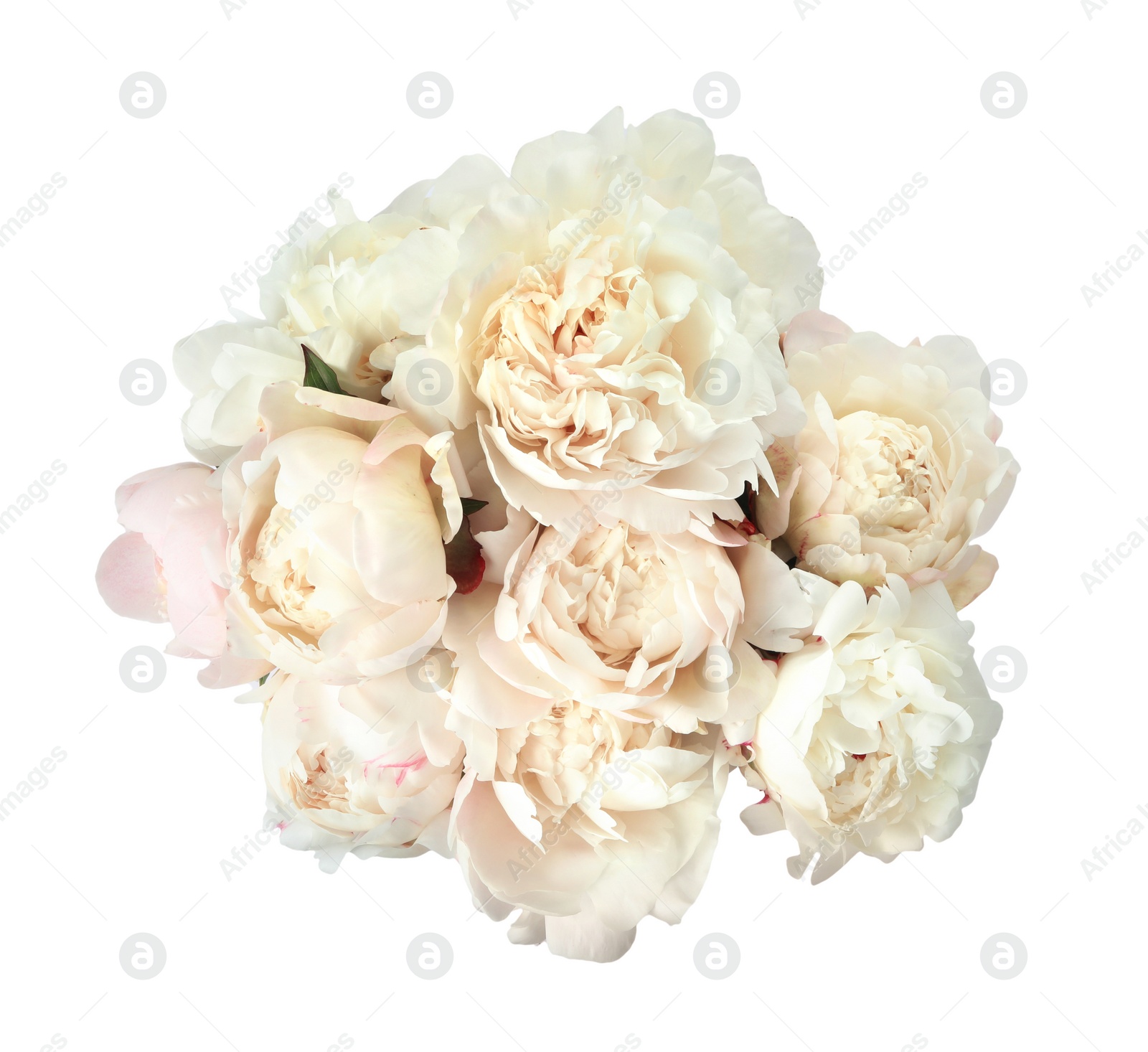 Photo of Bouquet of beautiful peonies on white background