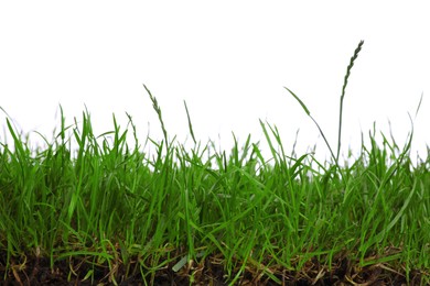 Photo of Fresh lush green grass on white background