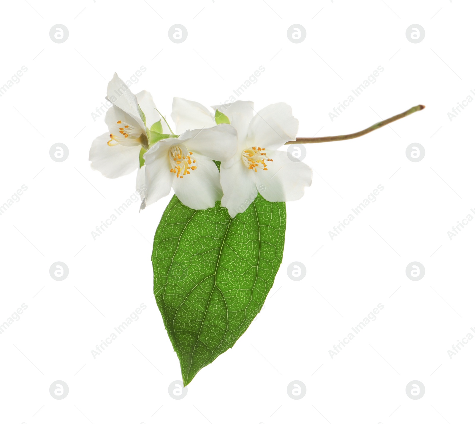 Photo of Beautiful flowers of jasmine plant with leaf on white background