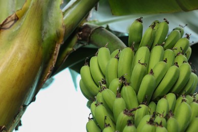 Photo of Unripe bananas growing on tree against blue sky, bottom view