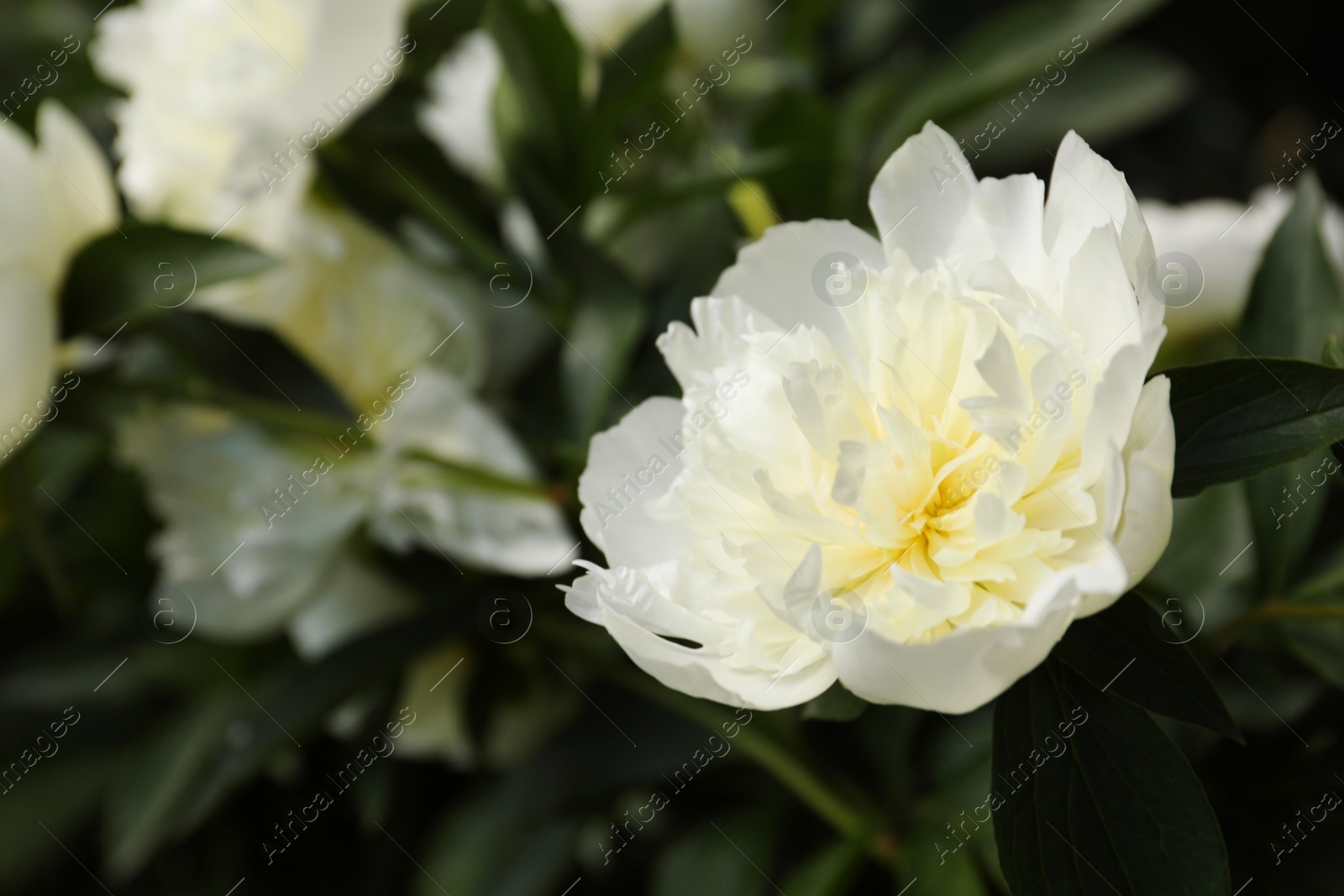 Photo of Closeup view of blooming white peony bush outdoors