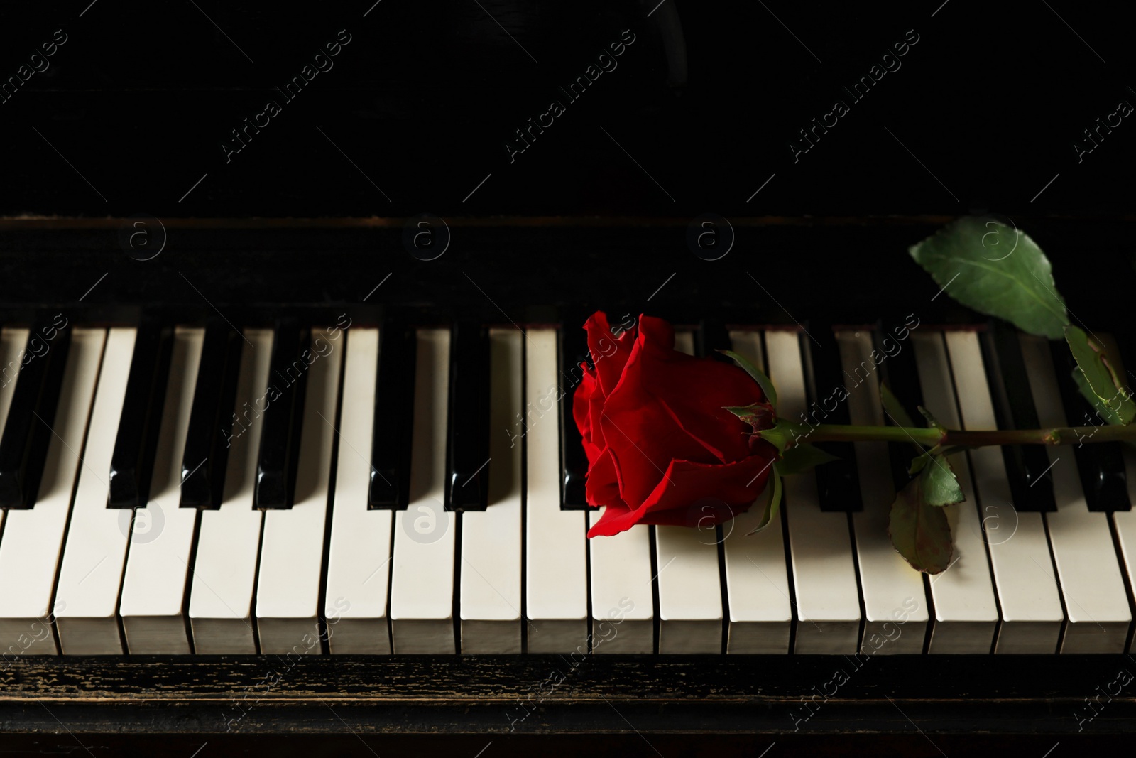 Photo of Beautiful red rose on piano keys. Romantic music