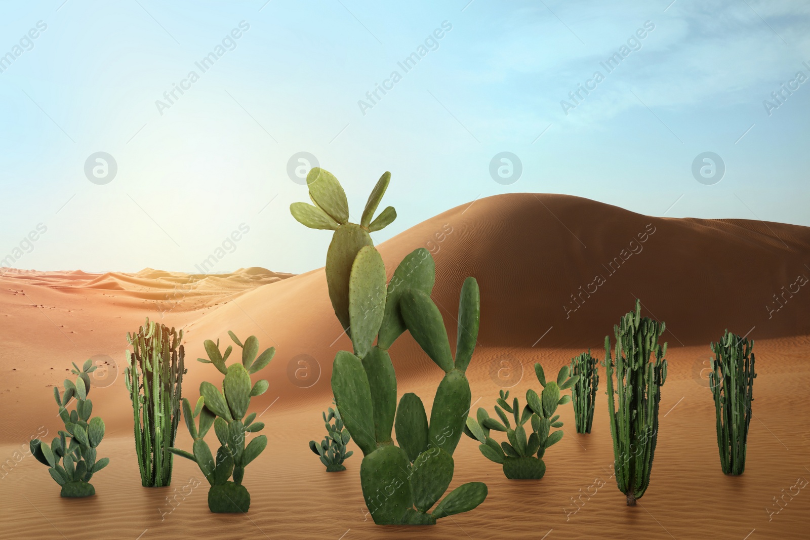 Image of Beautiful cacti growing in sandy desert on hot day