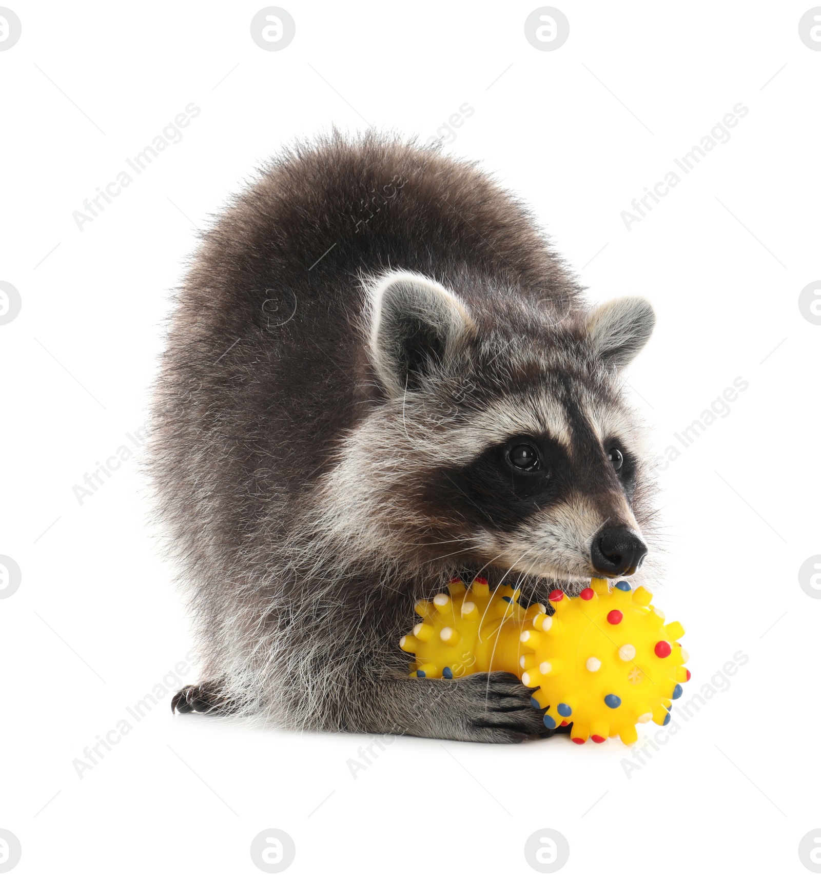 Photo of Common raccoon with toys isolated on white