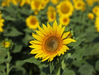 Beautiful sunflowers growing in field on sunny day