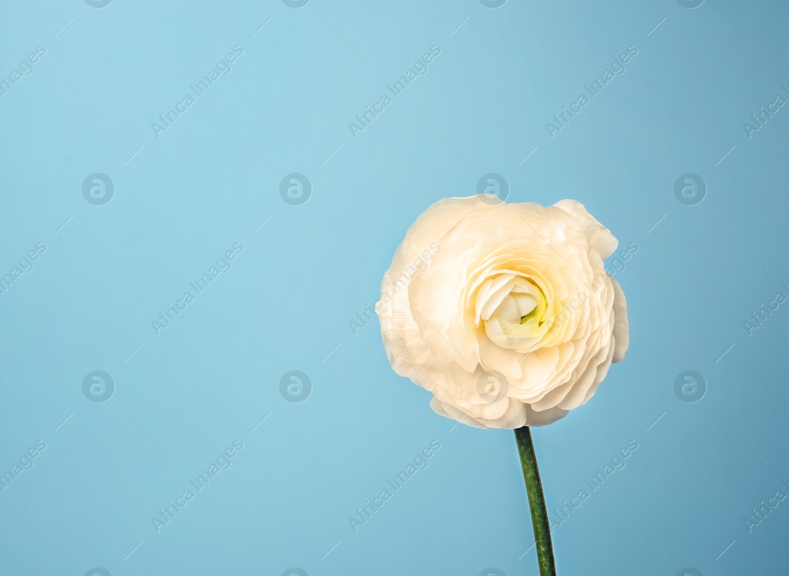 Photo of Beautiful ranunculus flower on color background