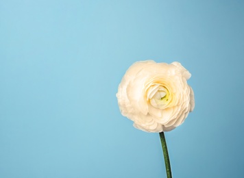 Beautiful ranunculus flower on color background