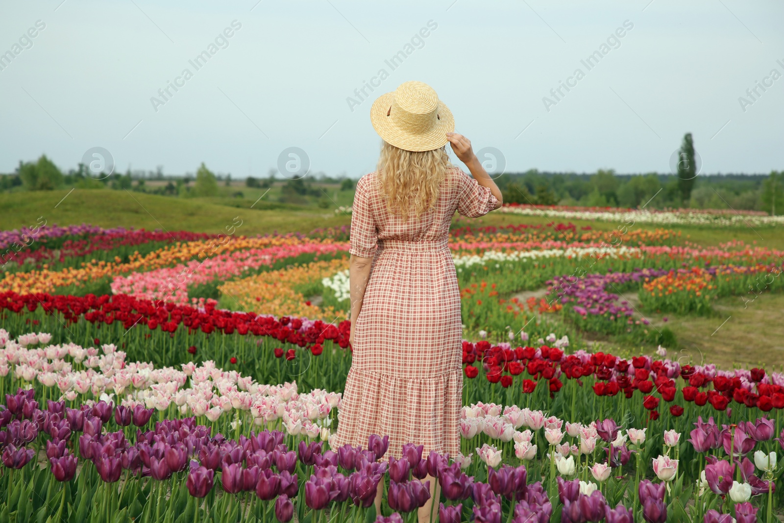 Photo of Woman in beautiful tulip field, back view