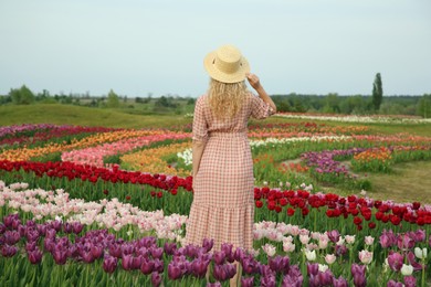 Photo of Woman in beautiful tulip field, back view