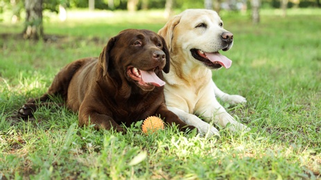 Funny Labrador Retriever dogs with toy ball on green grass in summer park
