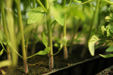 Photo of Many green tomato plants in seedling tray on table, closeup