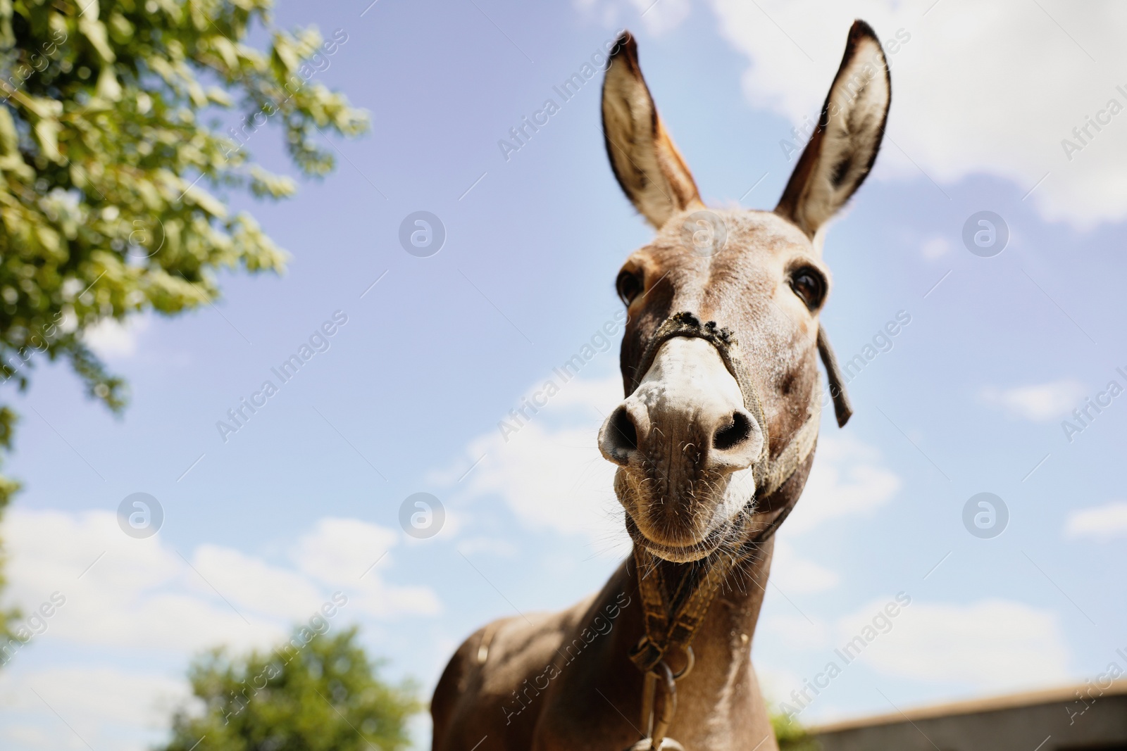 Photo of Cute funny donkey outdoors on sunny day. Beautiful pet