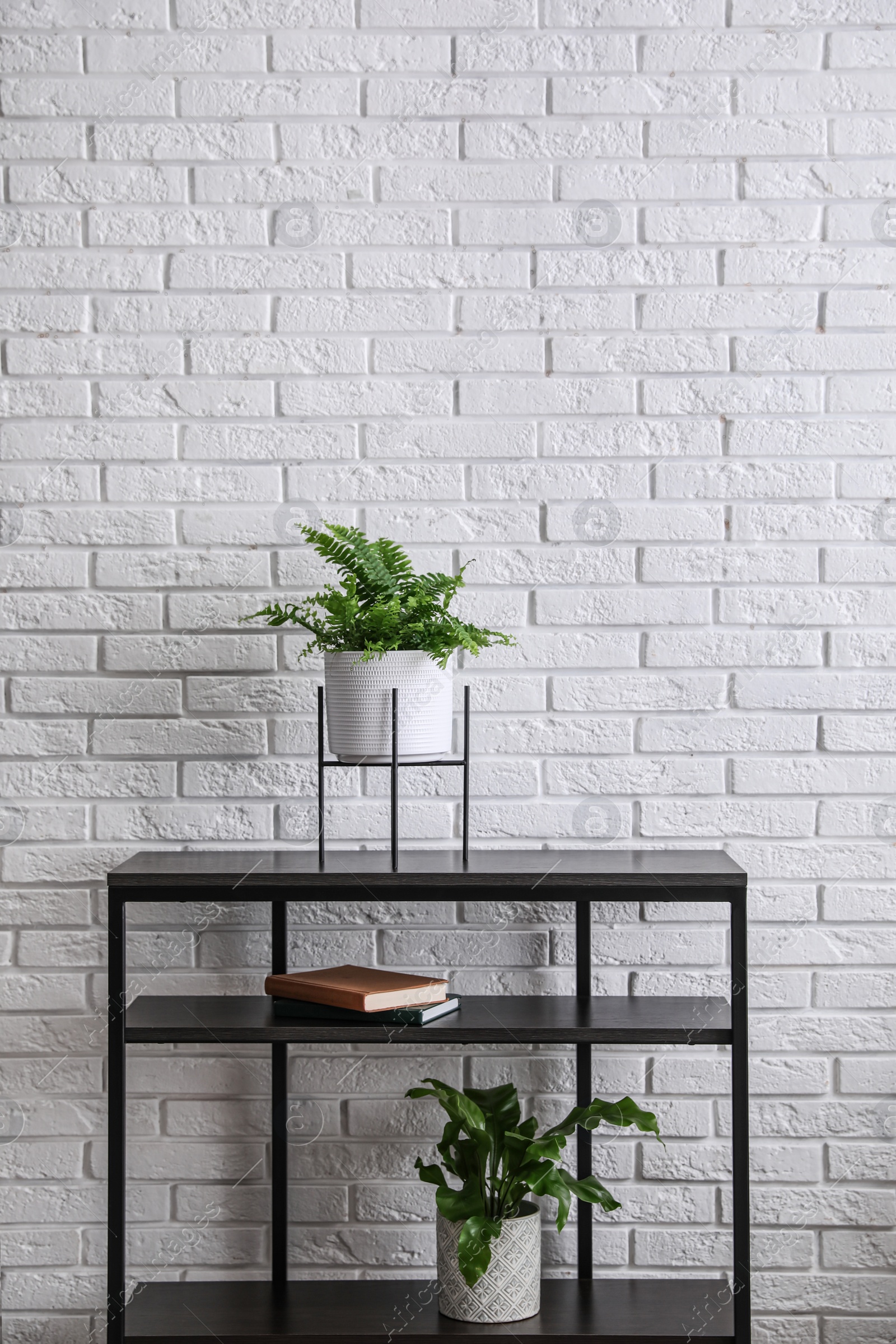 Photo of Beautiful fresh potted ferns on black table near white brick wall. Space for text