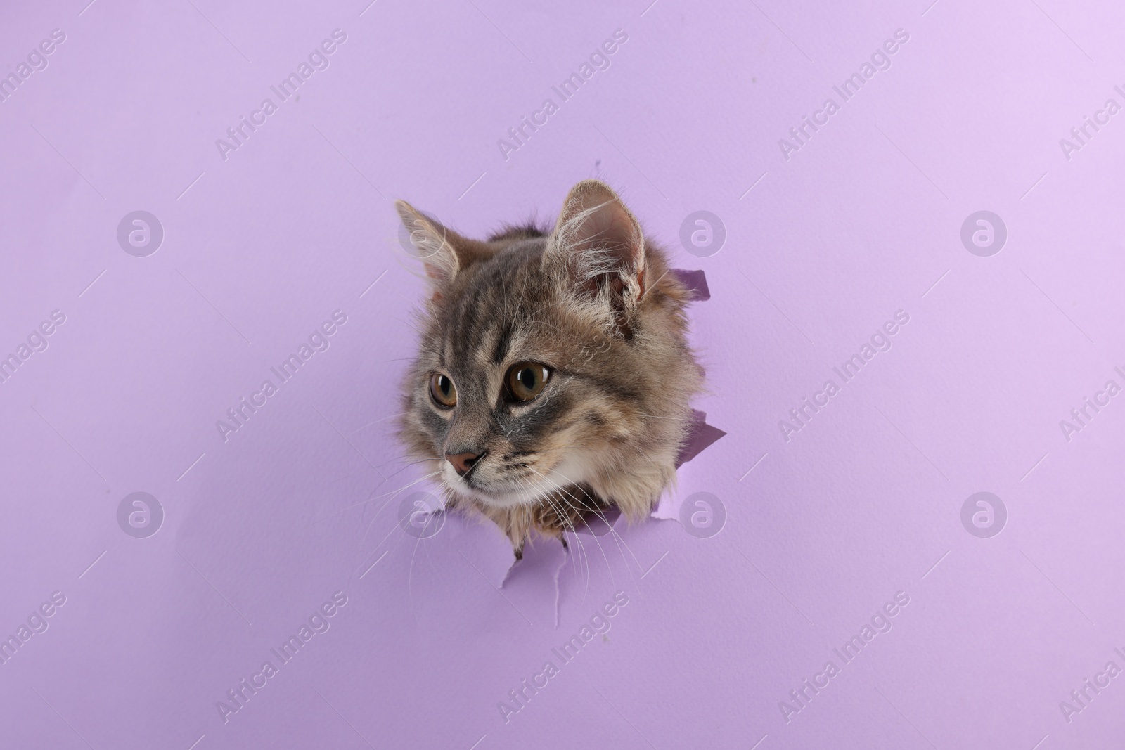 Photo of Cute cat looking through hole in violet paper