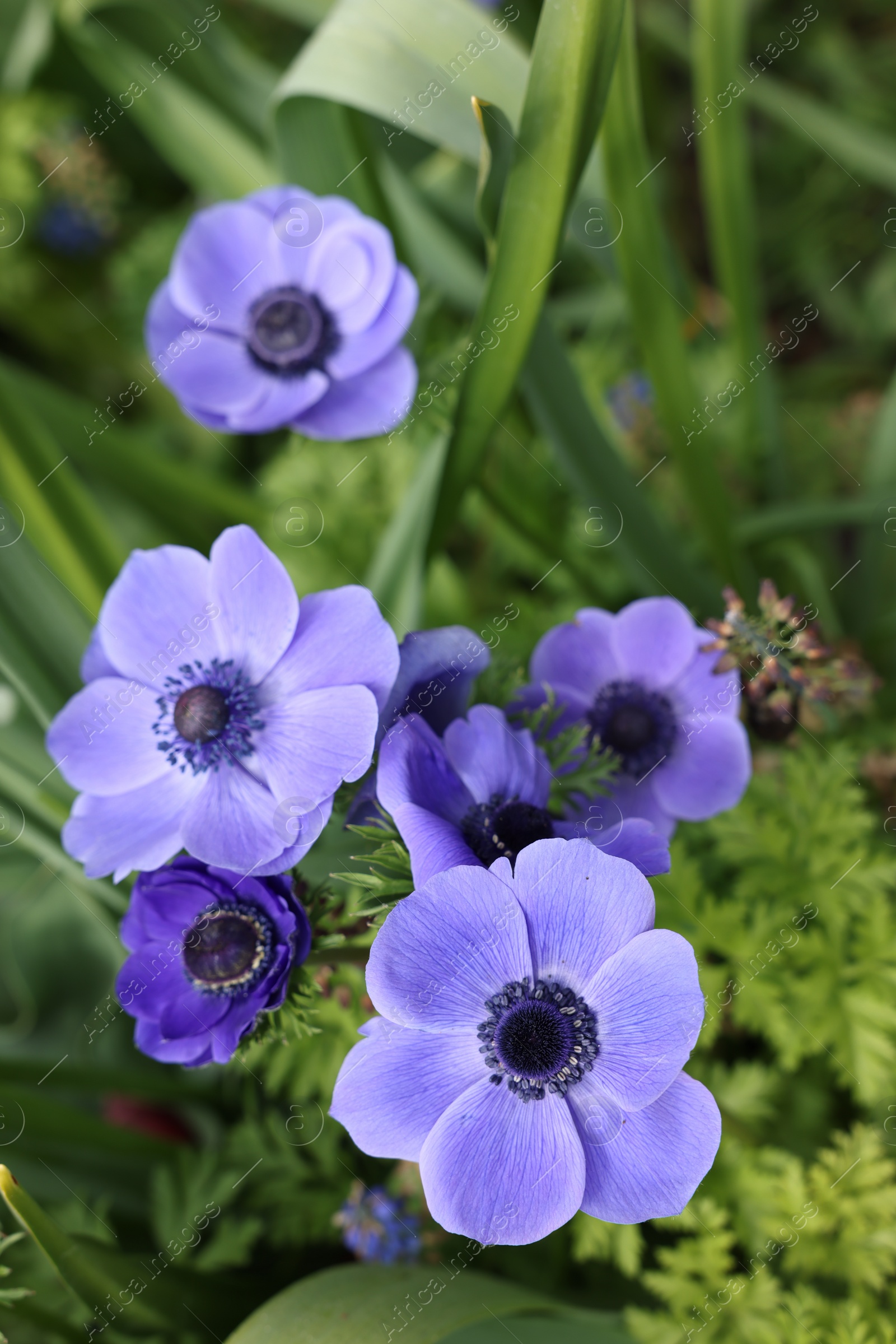 Photo of Beautiful blue anemone flowers growing outdoors, top view. Spring season