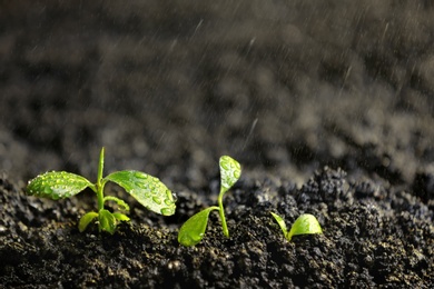 Photo of Fresh seedlings in fertile soil under rain, space for text