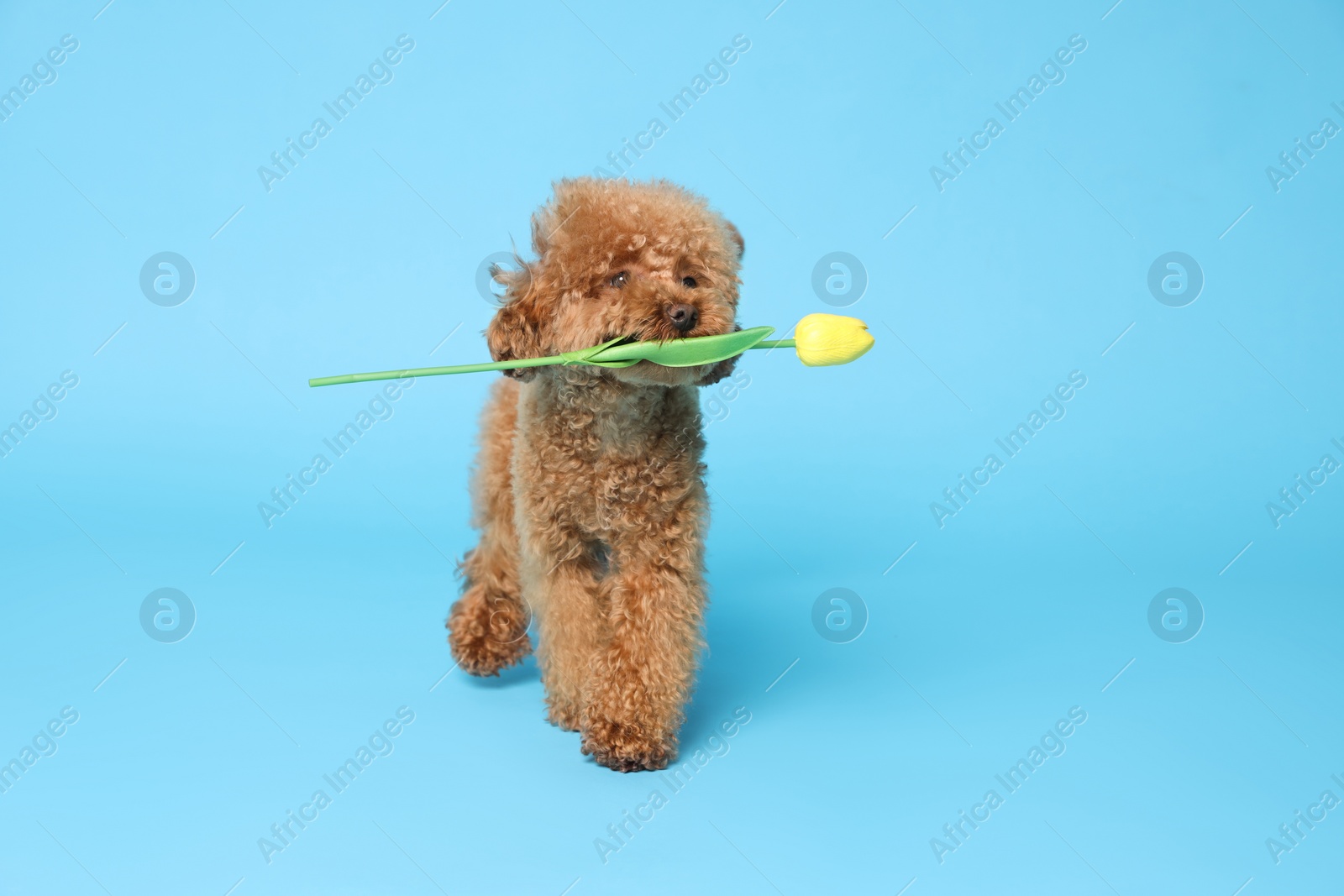 Photo of Cute Maltipoo dog holding yellow tulip flower on light blue background