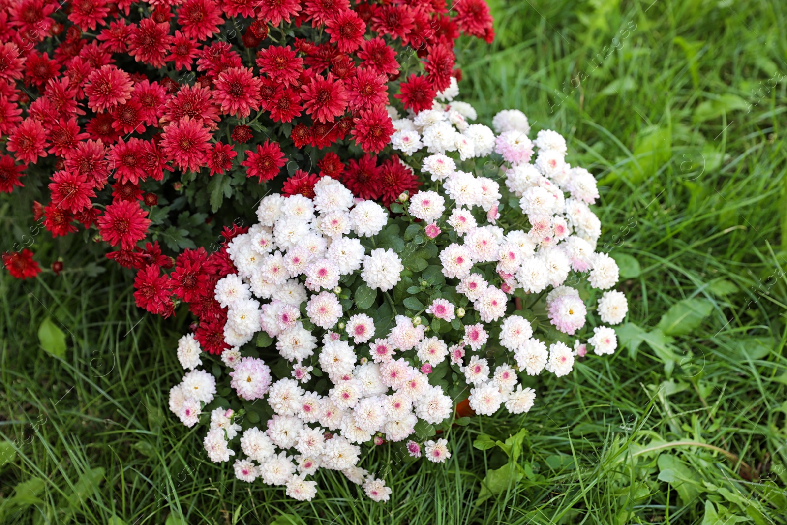 Photo of Beautiful blooming Chrysanthemum bushes outdoors. Autumn flowers