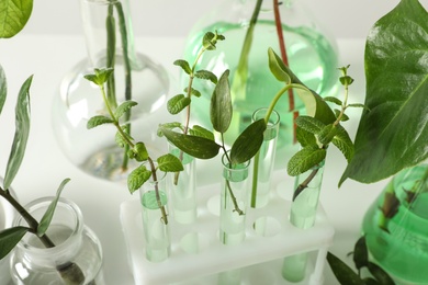 Photo of Laboratory glassware with plants on white background, closeup. Chemistry concept