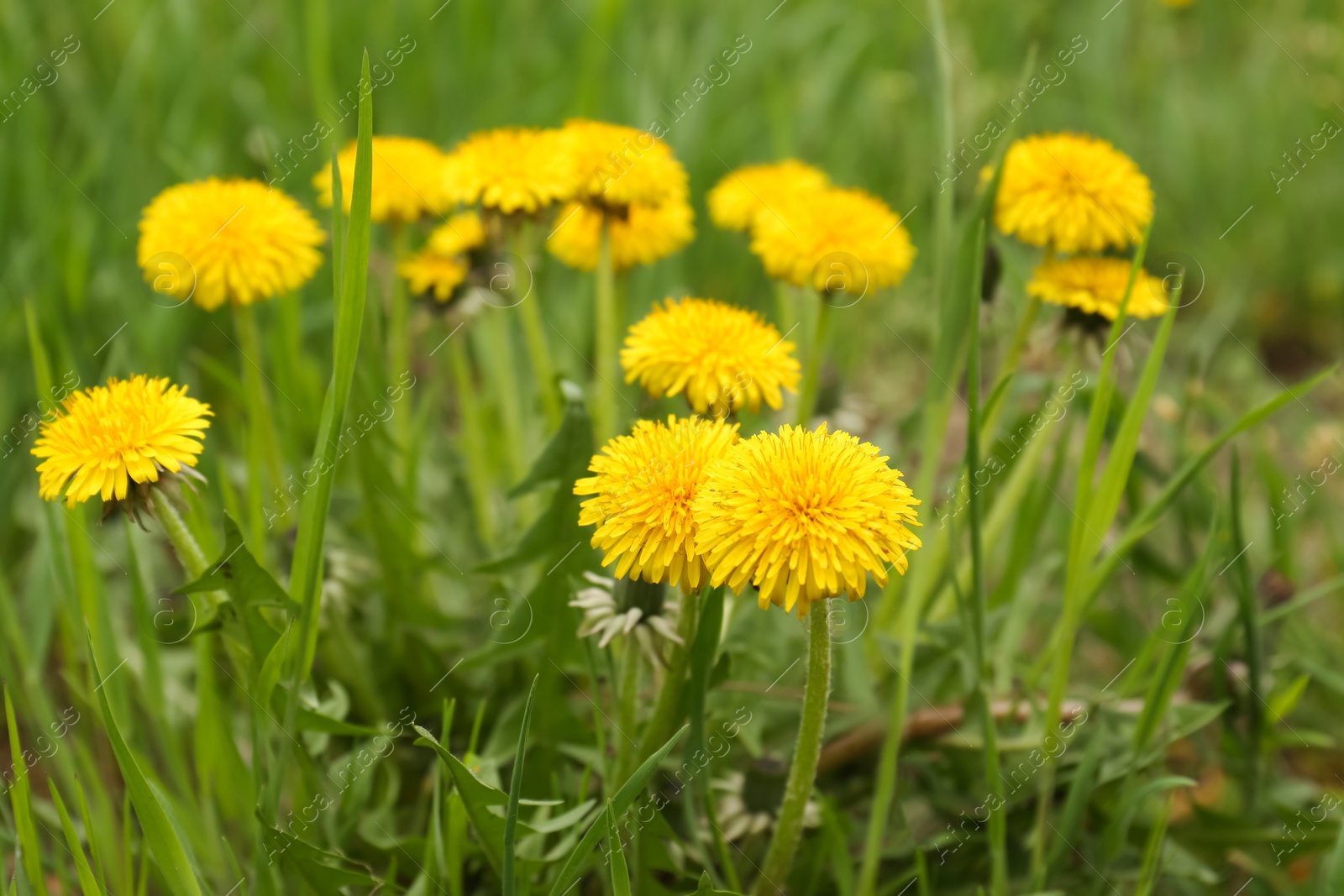 Photo of Beautiful yellow dandelion flowers growing outdoors, closeup