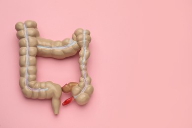 Photo of Anatomical model of large intestine on pink background, top view. Space for text