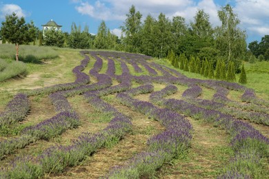 Beautiful view of blooming lavender growing in field