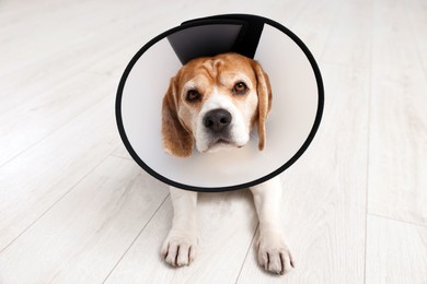 Photo of Adorable Beagle dog wearing medical plastic collar on floor indoors