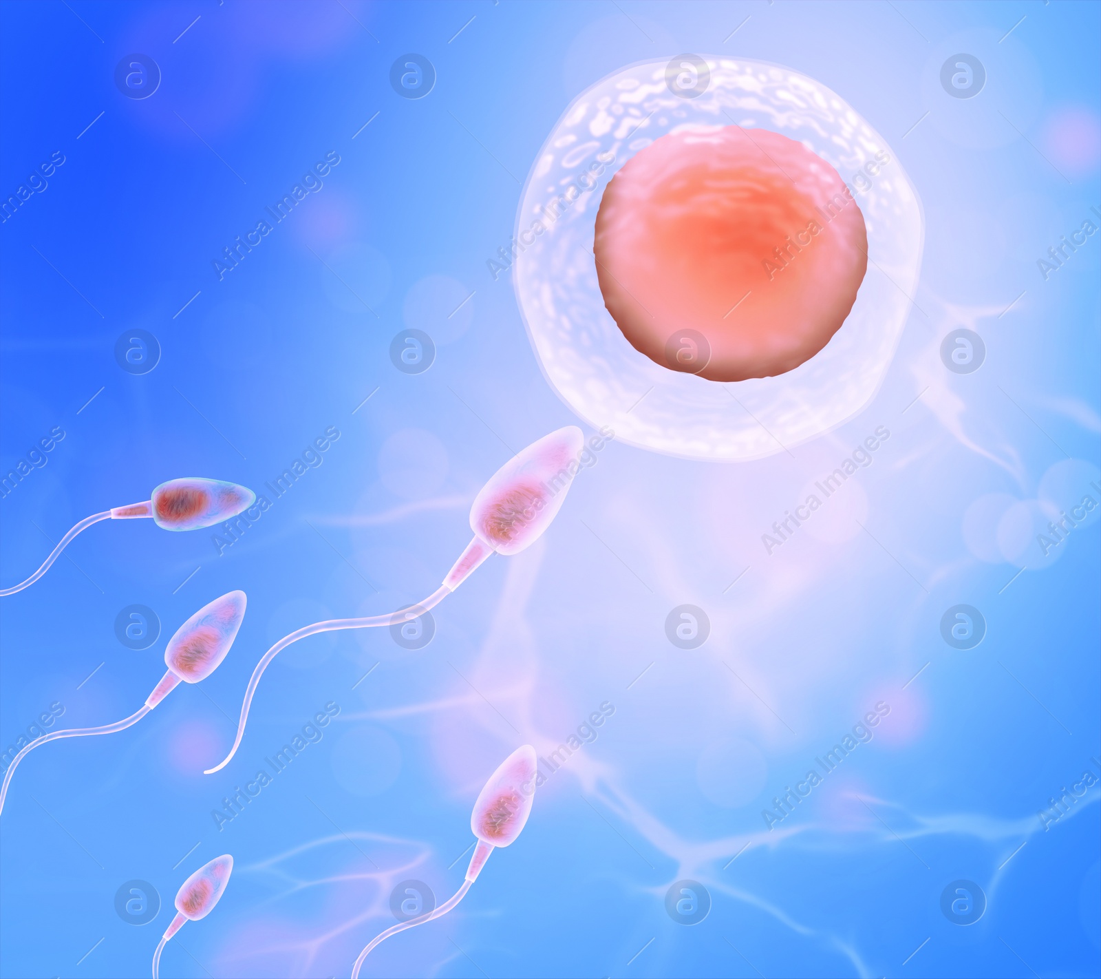 Illustration of Fertilization process. Sperm cells moving to ovum on blue background