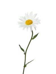 Photo of Beautiful tender chamomile flower on white background