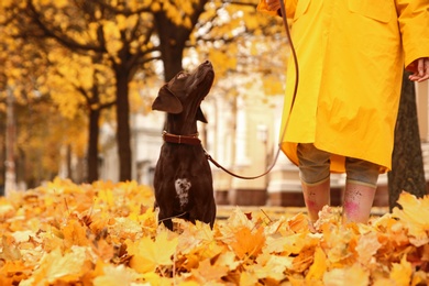 Photo of Woman with cute German Shorthaired Pointer in park on autumn day